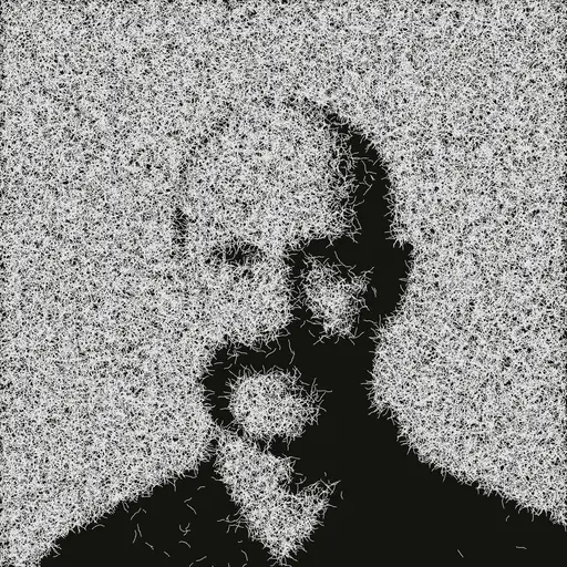 Adam Wolff